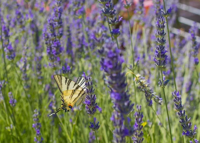 Kalinic Privatunterkunft Njivice