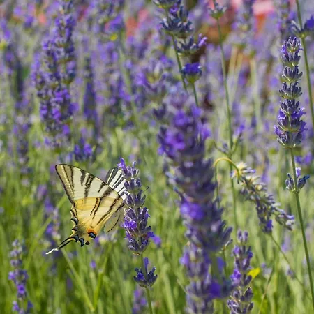 Kalinic Ubytování v soukromí Njivice